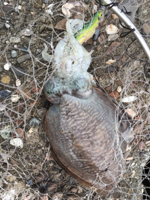 正体はこいつなのか