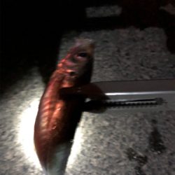 けっこう釣れました