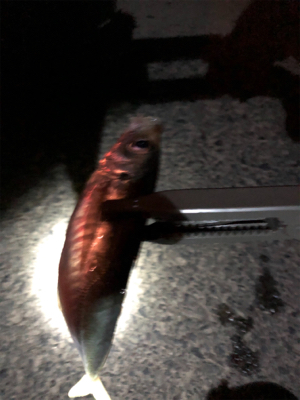 けっこう釣れました