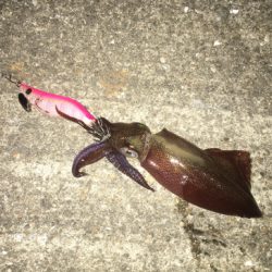 ヒイカ釣り♪時々タコ☆GUNNING-STYLE