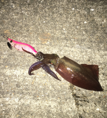 ヒイカ釣り♪時々タコ☆GUNNING-STYLE