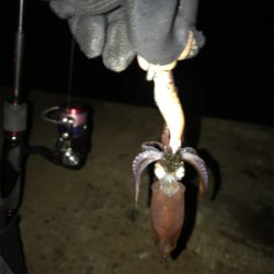 ライトエギング時々アジング(^.^)