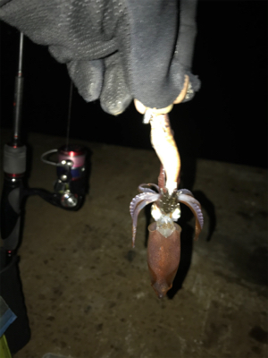 ライトエギング時々アジング(^.^)