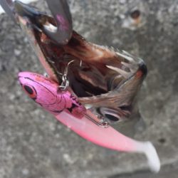 タチウオでかめ