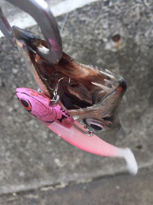 タチウオでかめ