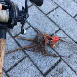 久々にフラッシュJで♪