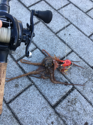 久々にフラッシュJで♪