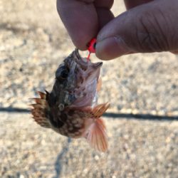 アジング&サビキ