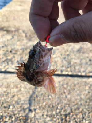 アジング&サビキ