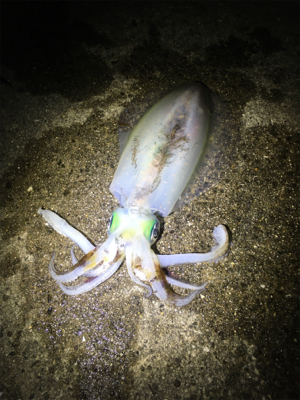 大汗かきました