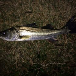 シーバス爆釣シーズン