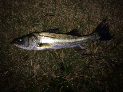 シーバス爆釣シーズン