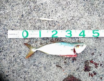 LSJ(ラストショアジギング)