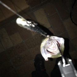 釣れにくくなってきました