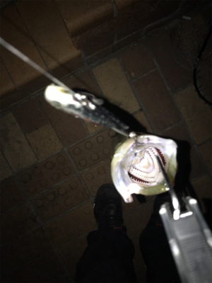 釣れにくくなってきました