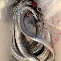 今日もタチウオ朝練