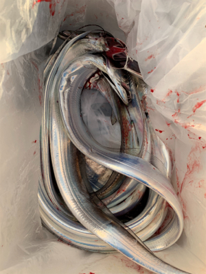 今日もタチウオ朝練