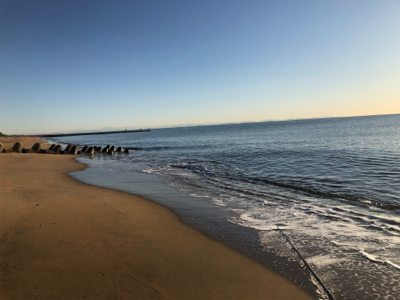 まだ釣れたハマチ