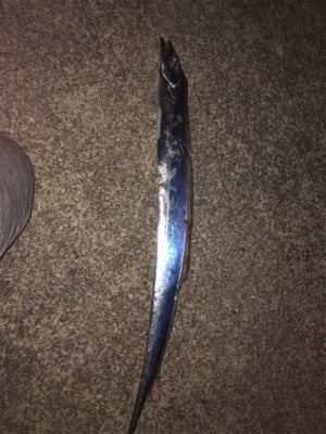 あのルアーでタチウオ爆