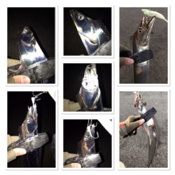 今シーズン最初で最後？のタチウオ爆釣