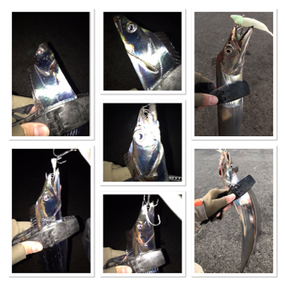 今シーズン最初で最後？のタチウオ爆釣