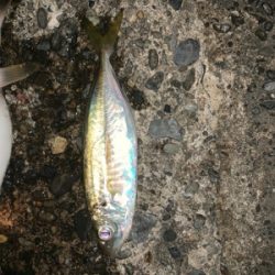 松部港 アジ投げサビキ釣り
