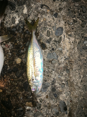 松部港 アジ投げサビキ釣り