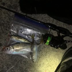 アジが釣りたくて