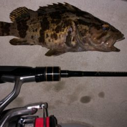 良型中アジ　釣れる時は釣れる