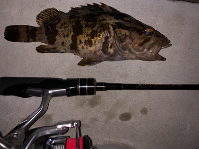 良型中アジ　釣れる時は釣れる