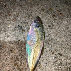 アジ、ヒイカ⑤