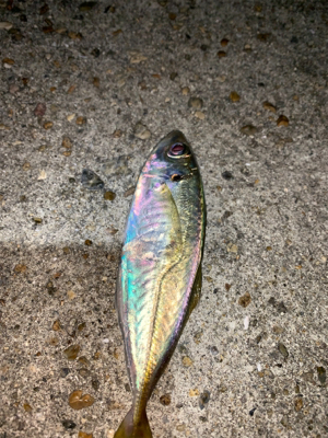 アジ、ヒイカ⑤