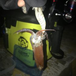 寒い中でのヒイカ釣りσ(^_^;)