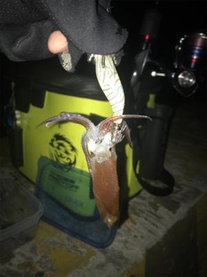 寒い中でのヒイカ釣りσ(^_^;)