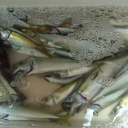 子供とサビキ（親はアジング）