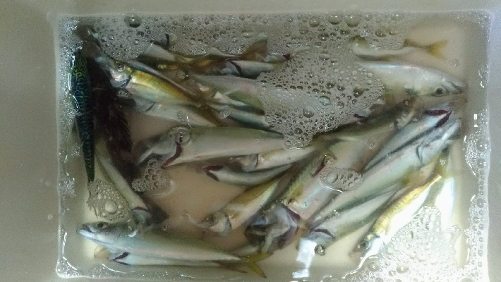 子供とサビキ（親はアジング）