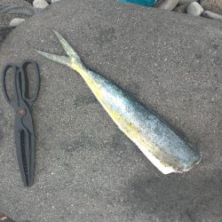 ロックフイッシュ