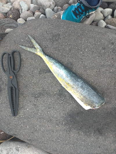 ロックフイッシュ