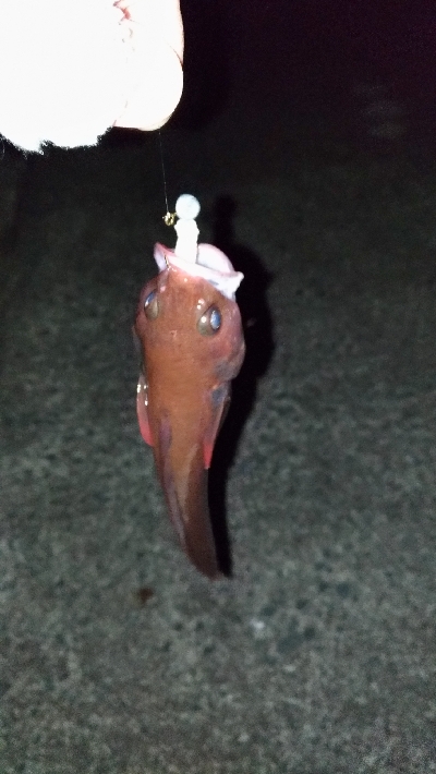 酒の肴を釣りに