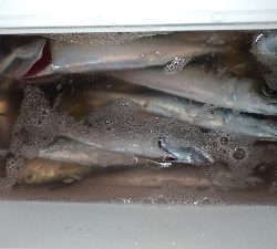 子供と陸っぱり