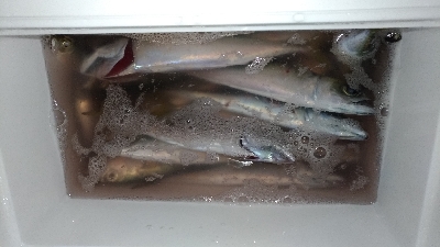 子供と陸っぱり