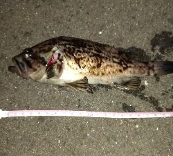 深夜のクロソイ狙い