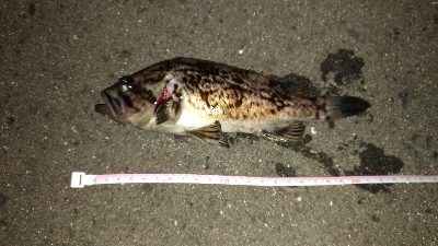 深夜のクロソイ狙い