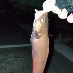 今日はどんこ祭り