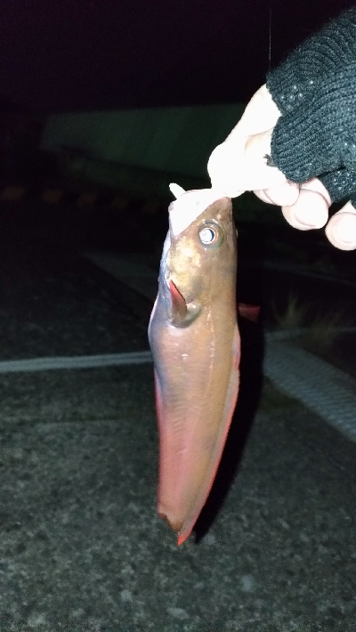 今日はどんこ祭り
