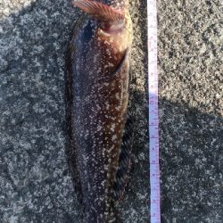 ドンコを狙うも…