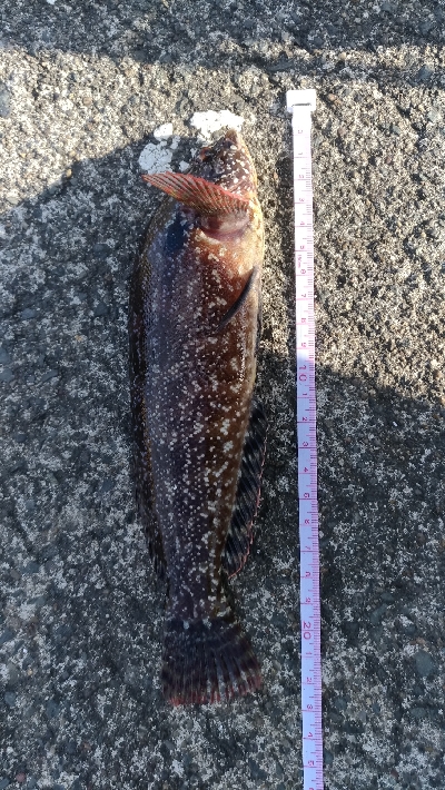 ドンコを狙うも…