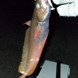 長潮でも釣れるのか実験