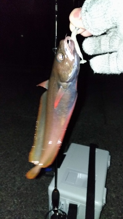 長潮でも釣れるのか実験