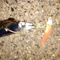 ワインドでタチウオ